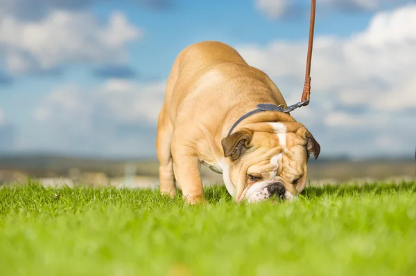 Английский бульдог выгуливает собаку на улице — стоковое фото