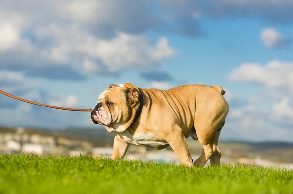 Bellissimo cane bulldog inglese all'aperto a piedi — Foto Stock