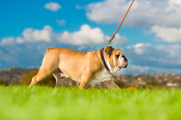 Schöner Hund Englische Bulldogge im Freien spazieren gehen — Stockfoto