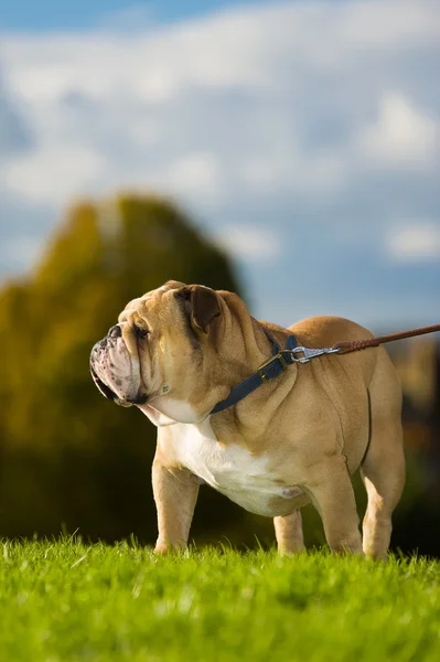 Bellissimo cane bulldog inglese all'aperto — Foto Stock