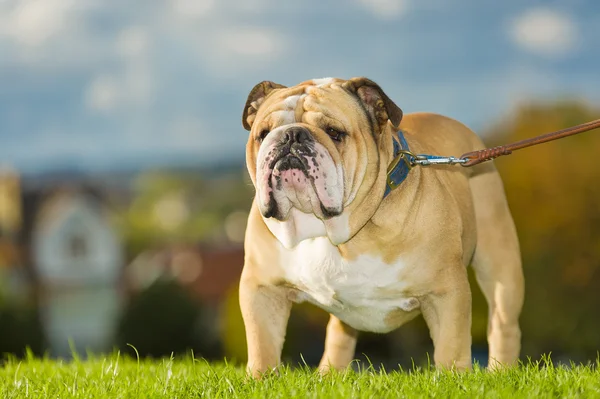 Bonito cão inglês bulldog ao ar livre — Fotografia de Stock