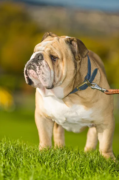 Mooie hond Engels bulldog buitenshuis — Stockfoto