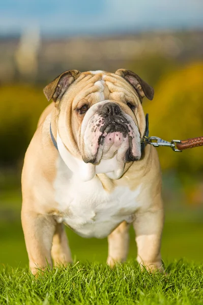 Bellissimo cane bulldog inglese all'aperto — Foto Stock