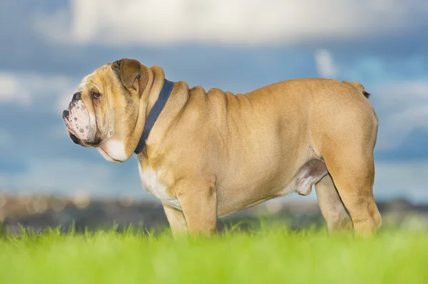 Bellissimo cane bulldog inglese all'aperto — Foto Stock