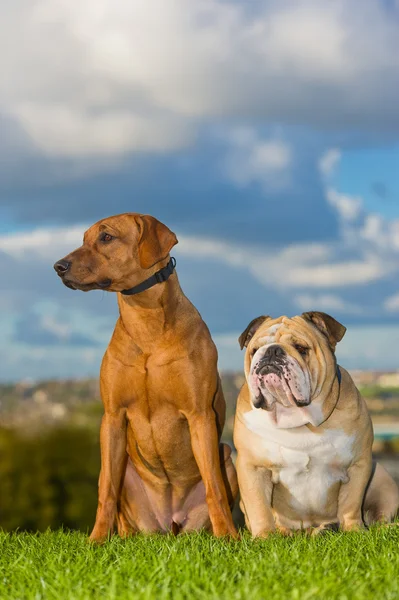 Melhores amigos cães — Fotografia de Stock