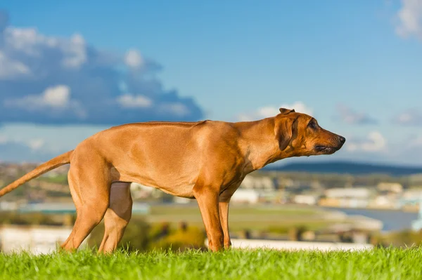 Bellissimo cane rodesiano ridgeback — Foto Stock