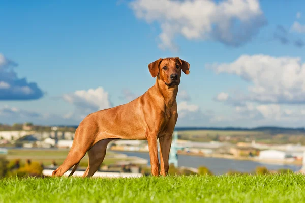 สุนัขที่สวยงาม rhodesian ridgeback — ภาพถ่ายสต็อก