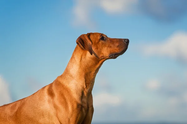 Πανέμορφο σκυλί rhodesian ridgeback — Φωτογραφία Αρχείου