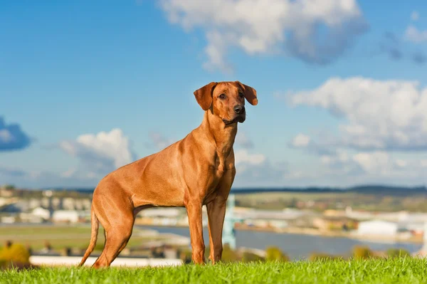 สุนัขที่สวยงาม rhodesian ridgeback — ภาพถ่ายสต็อก