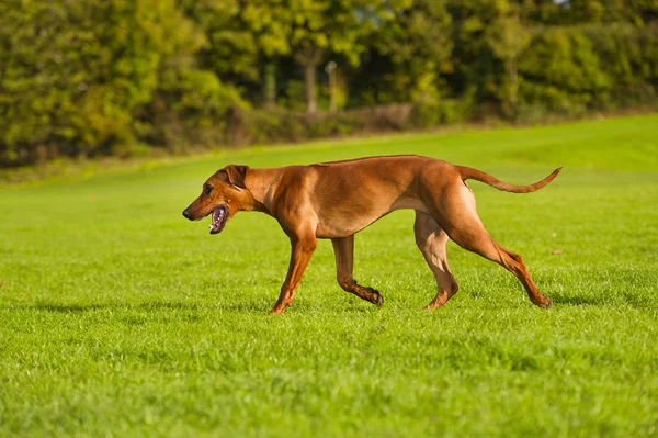 Piękny pies rasy rhodesian ridgeback — Zdjęcie stockowe