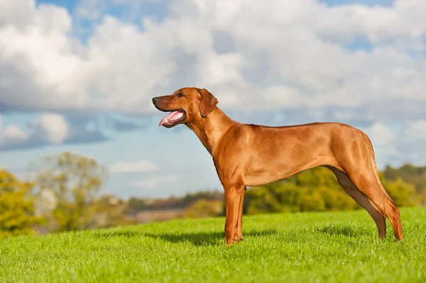Lindo cão rhodesian ridgeback — Fotografia de Stock