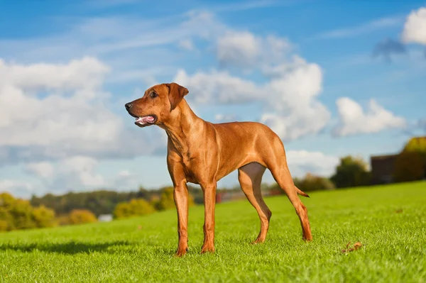 Πανέμορφο σκυλί rhodesian ridgeback — Φωτογραφία Αρχείου