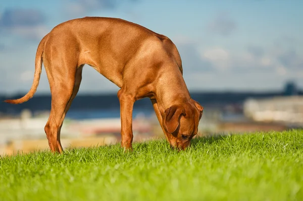 Piękny pies rasy rhodesian ridgeback — Zdjęcie stockowe