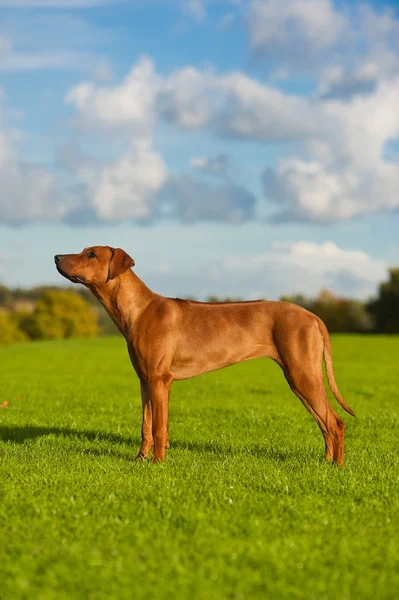 สุนัขที่สวยงาม rhodesian ridgeback — ภาพถ่ายสต็อก