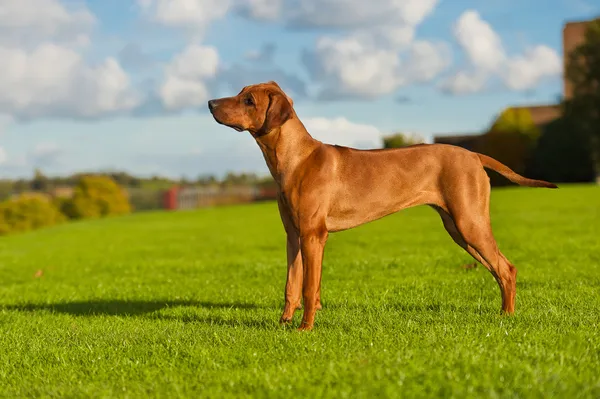 Hermoso perro rhodesian ridgeback — Foto de Stock