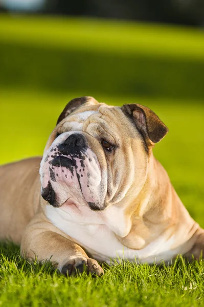 Mooie hond Engels bulldog buitenshuis — Stockfoto