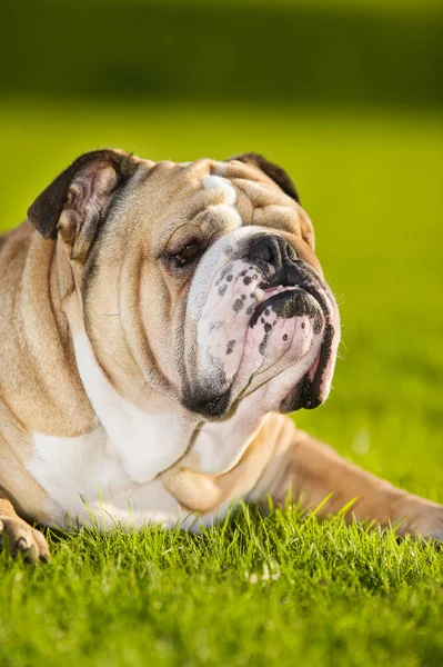 Mooie hond Engels bulldog buitenshuis — Stockfoto