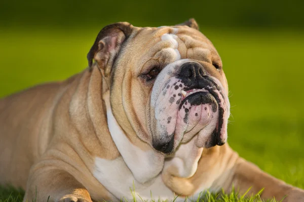 Mooie hond Engels bulldog buitenshuis — Stockfoto