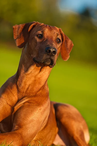 Piękny pies rasy rhodesian ridgeback — Zdjęcie stockowe