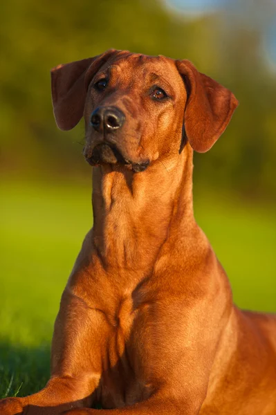 Красива собака родезійський хребет — стокове фото
