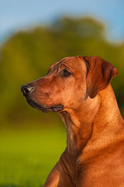 Beautiful dog rhodesian ridgeback — Stock Photo, Image