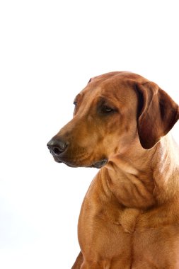 güzel köpek Rodezya ridgeback isolalted