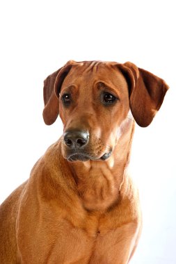 güzel köpek Rodezya ridgeback portre isolalted