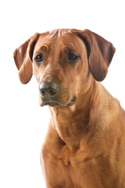 güzel köpek Rodezya ridgeback isolalted