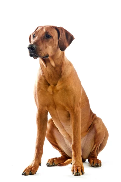 Güzel köpek Rodezya ridgeback isolalted oturan — Stok fotoğraf