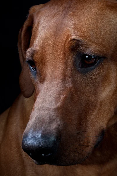 Marco portrait of beautiful rhodesian ridgeback dog — Stock Photo, Image