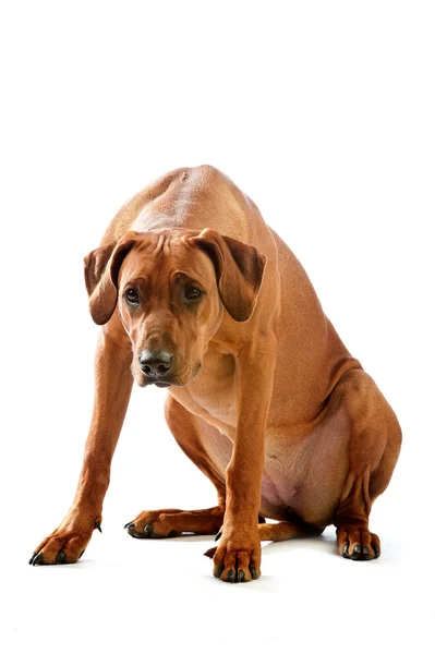 Beautiful dog rhodesian ridgeback isolalted — Stock Photo, Image