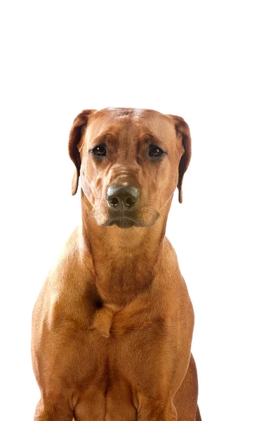 Vacker hund rhodesian ridgeback isolalted — Stockfoto