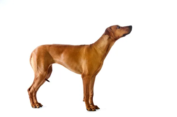 美しい犬ローデシアン ・ リッジバック立っている isolalted — ストック写真