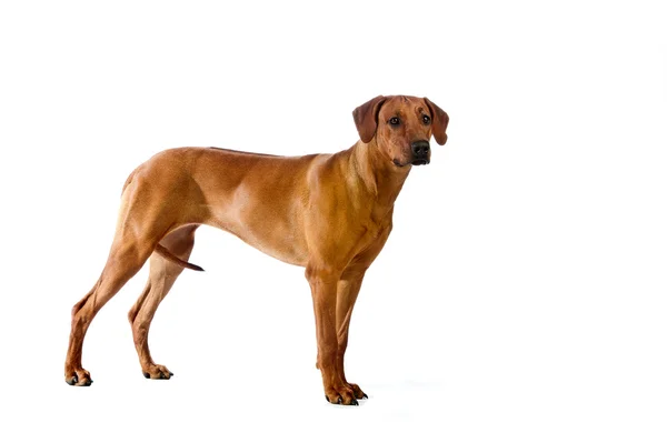 Rhodesian cão bonito ridgeback de pé isolalted — Fotografia de Stock