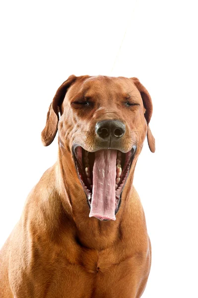 Hermoso perro rhodesian ridgeback isolalted — Foto de Stock