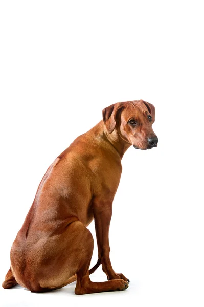 Piękny pies rasy rhodesian ridgeback siedzi isolalted — Zdjęcie stockowe
