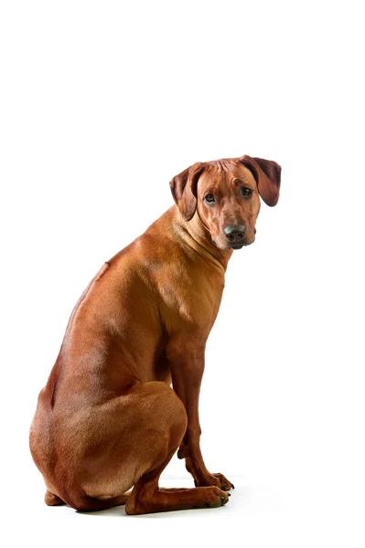 Güzel köpek Rodezya ridgeback isolalted oturan — Stok fotoğraf