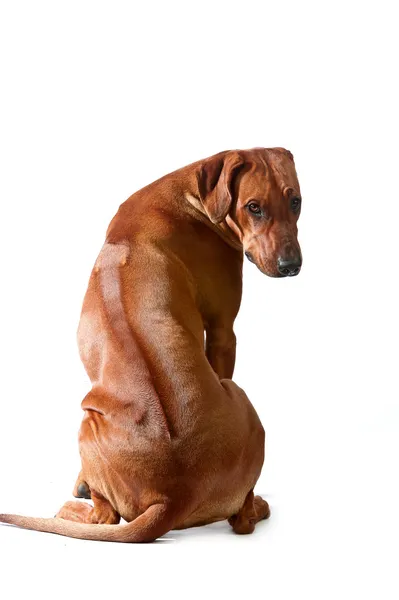 Güzel köpek Rodezya ridgeback isolalted oturan — Stok fotoğraf