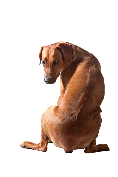 Rhodesian cão bonito ridgeback sentado com olhar agressivo é — Fotografia de Stock