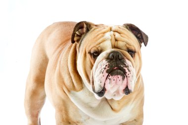 sevimli İngiliz bulldog üzerinde beyaz izole köpek kalıyor.