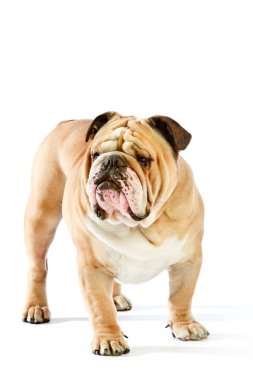 sevimli İngiliz bulldog üzerinde beyaz izole köpek kalıyor.