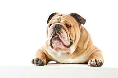 sevimli İngiliz bulldog köpek izole yalan