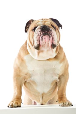 sevimli İngiliz bulldog köpek ön ayak beyaz masa üstünde kalacak