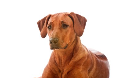 güzel köpek Rodezya ridgeback isolalted