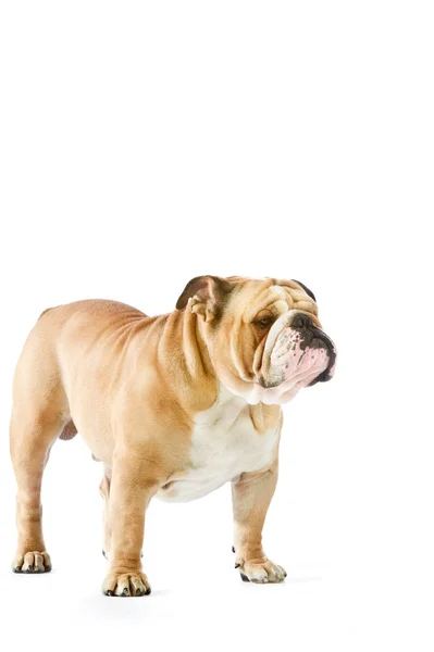 Lindo perro Bulldog Inglés permanecer aislado en blanco —  Fotos de Stock