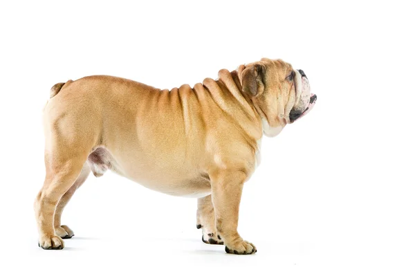 Söta engelska bulldog hund bor isolerat på vit — Stockfoto