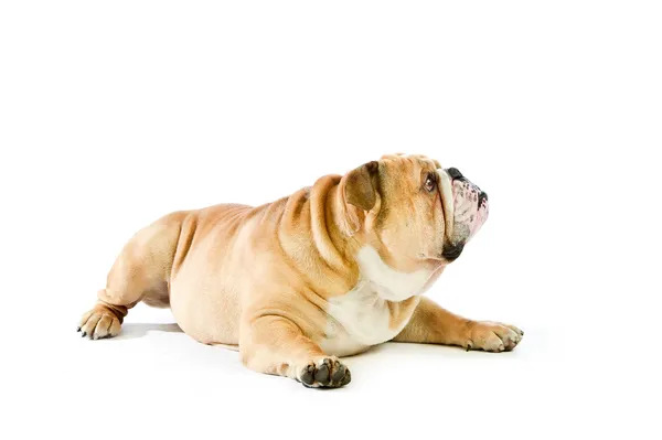 Carino inglese Bulldog cane sdraiato isolato — Foto Stock