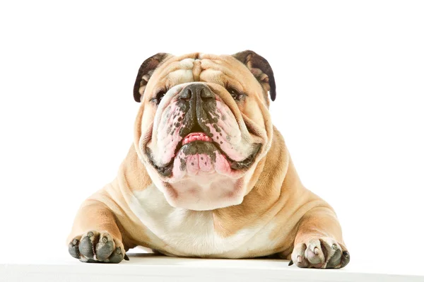 Schattig Engels bulldog hond liggen geïsoleerde — Stockfoto