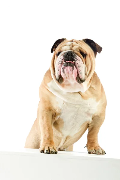 Cute English Bulldog dog staying with front feet on white table — Stock Photo, Image