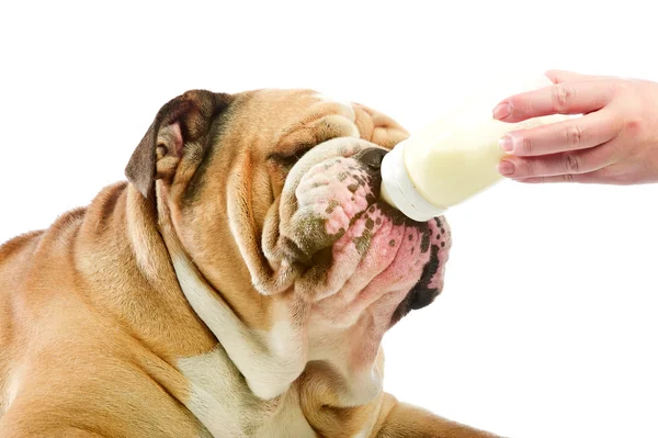 Cute English Bulldog dog with milk baby bottle — Stock Photo, Image